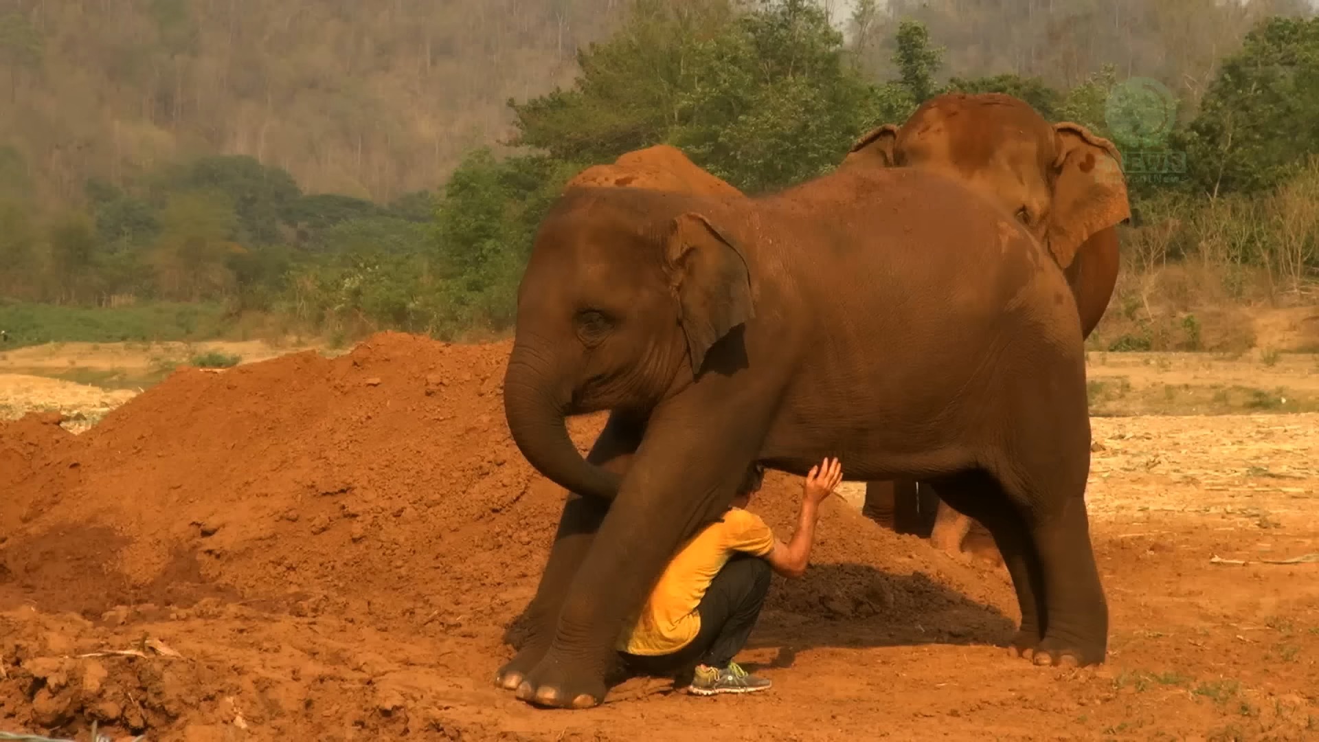 获救的小象爱上了一个男人 ElephantNews.mp4哔哩哔哩bilibili