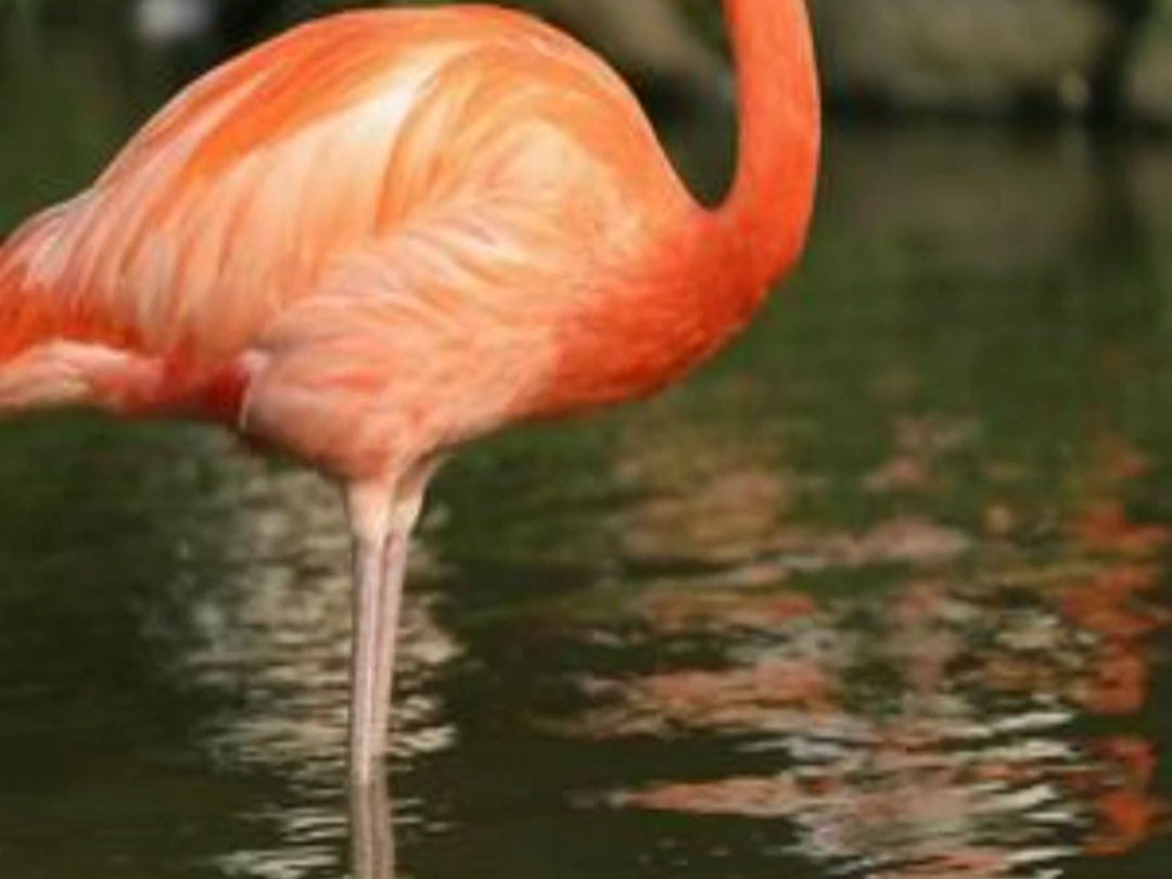 大长腿火烈鸟你都在哪里见到过#上海野生动物园 评论区聊聊