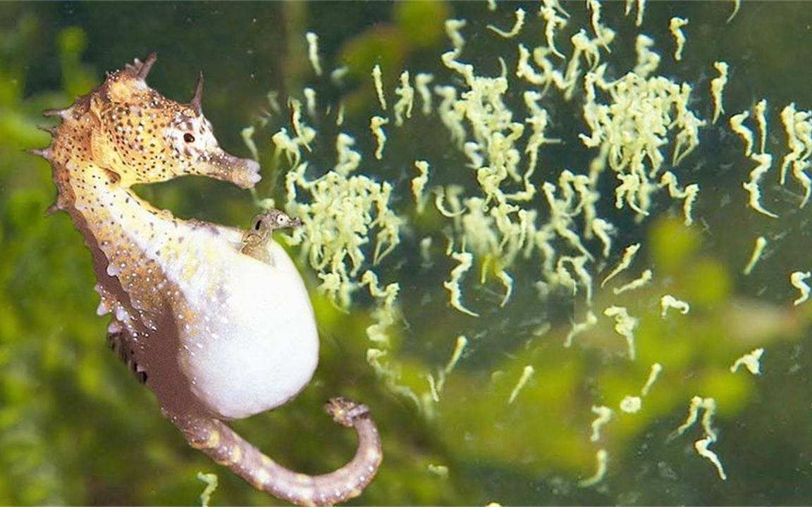 [图]海马：爸爸负责生孩子，坐月子也得靠自己