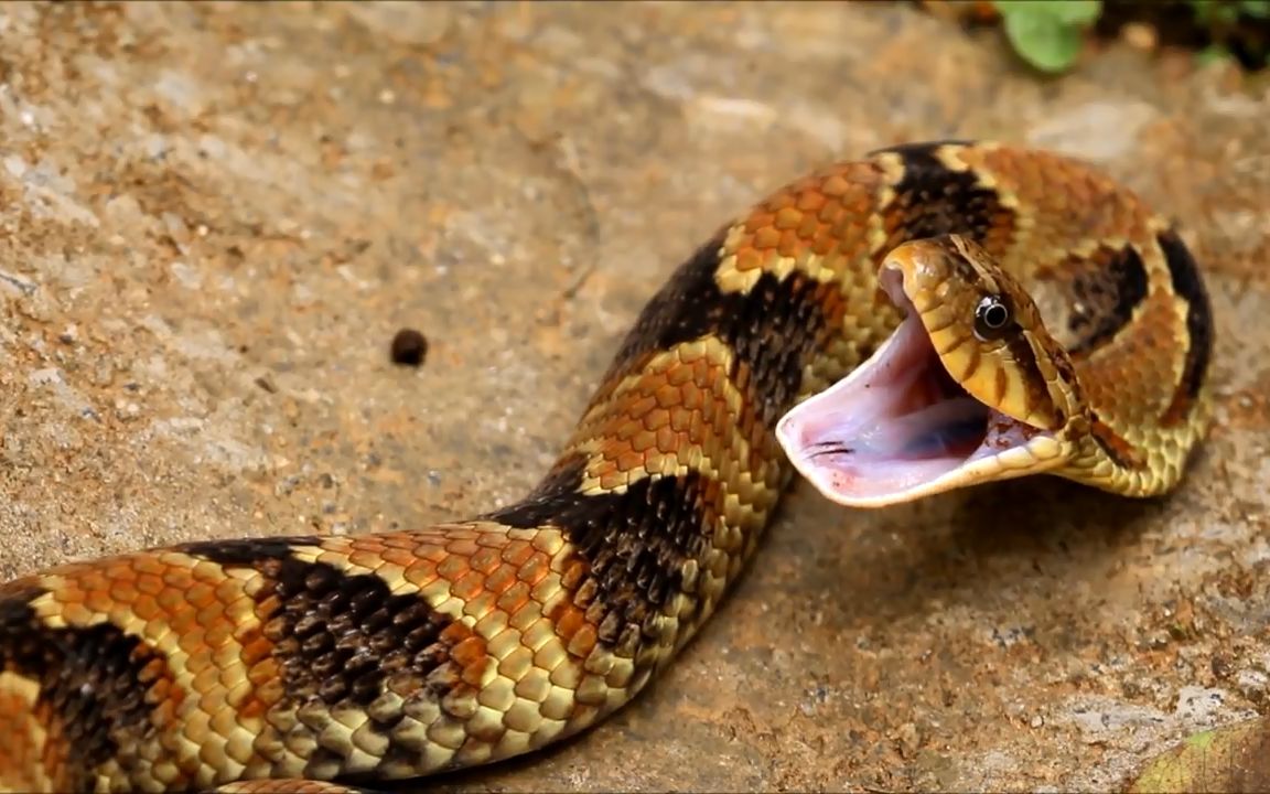 这条是什么蛇?看它的样子气焰很嚣张呀