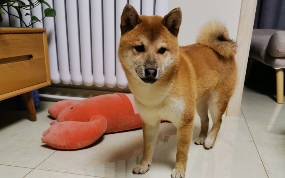 【柴犬萌宠】我叫萝卜,我是红鼻子小豆柴