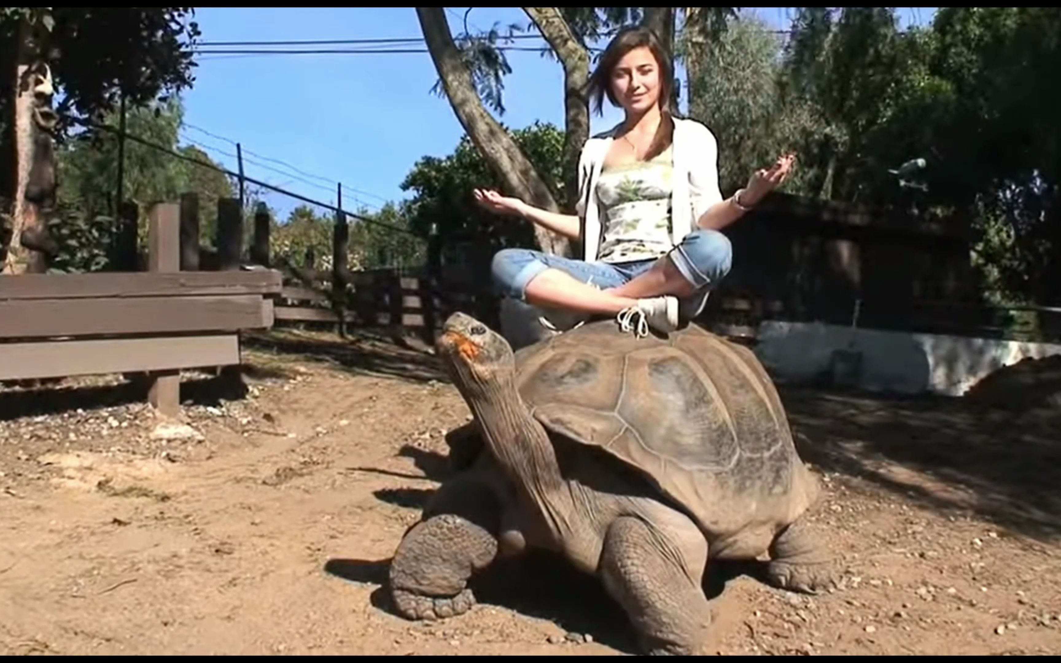 活动  骑龟少女