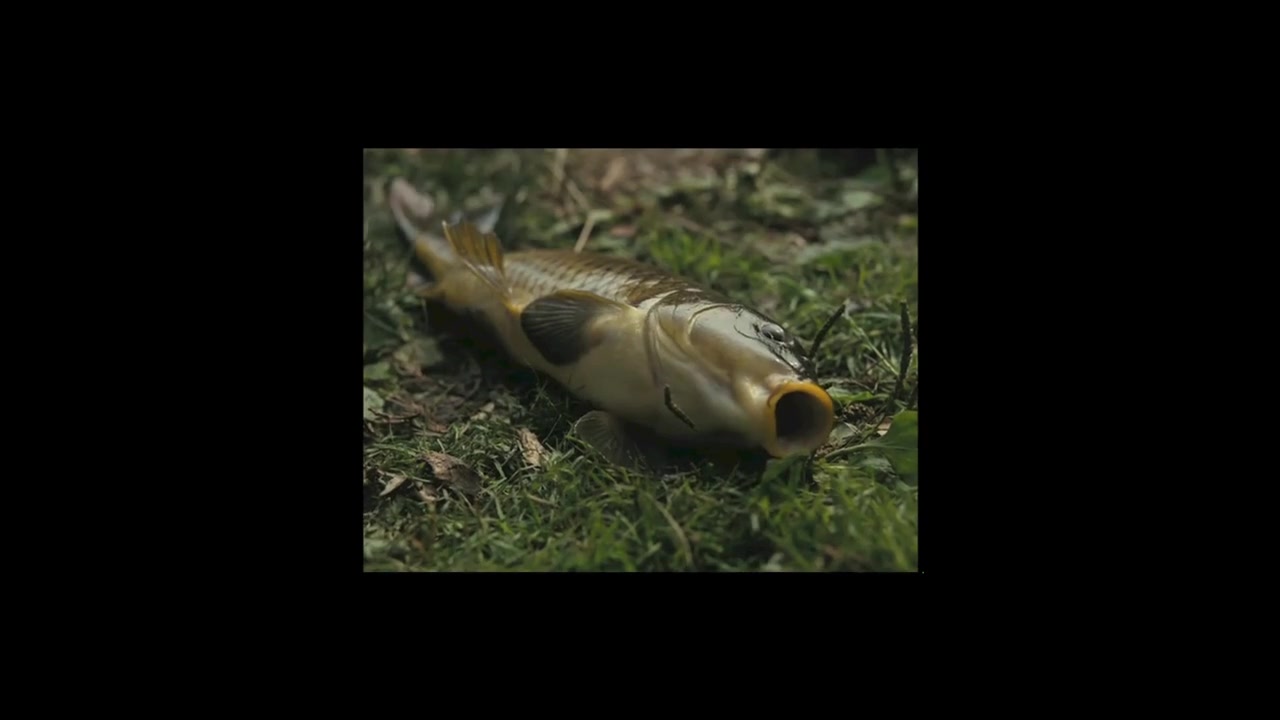 【以微见著——《鱼缸》视点镜头分析/ UNCONTAINED:A Video Essay on Andrea Arnold's Film FISH TANK】哔哩哔哩bilibili