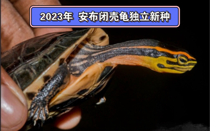 2023年安布闭壳龟独立新种 coura praschagi(原阿萨姆邦线安)
