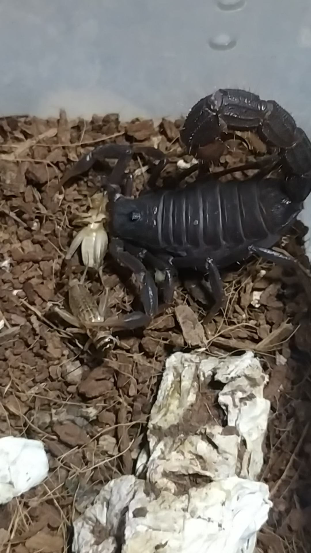 黑粗尾蝎捕食蟋蟀