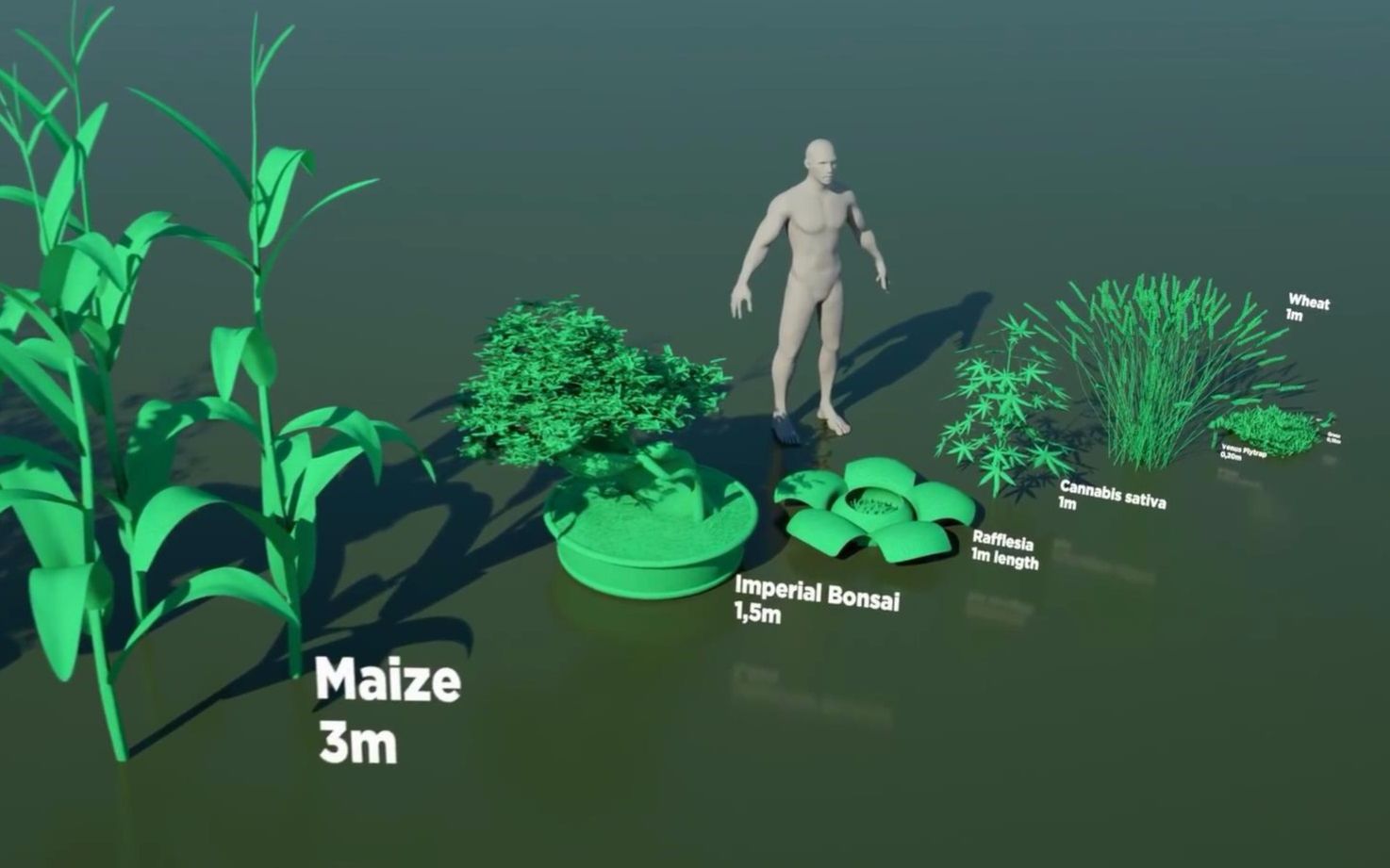 [图]各种植物体型对比，从小草到世界最大的树木，你认识几个？