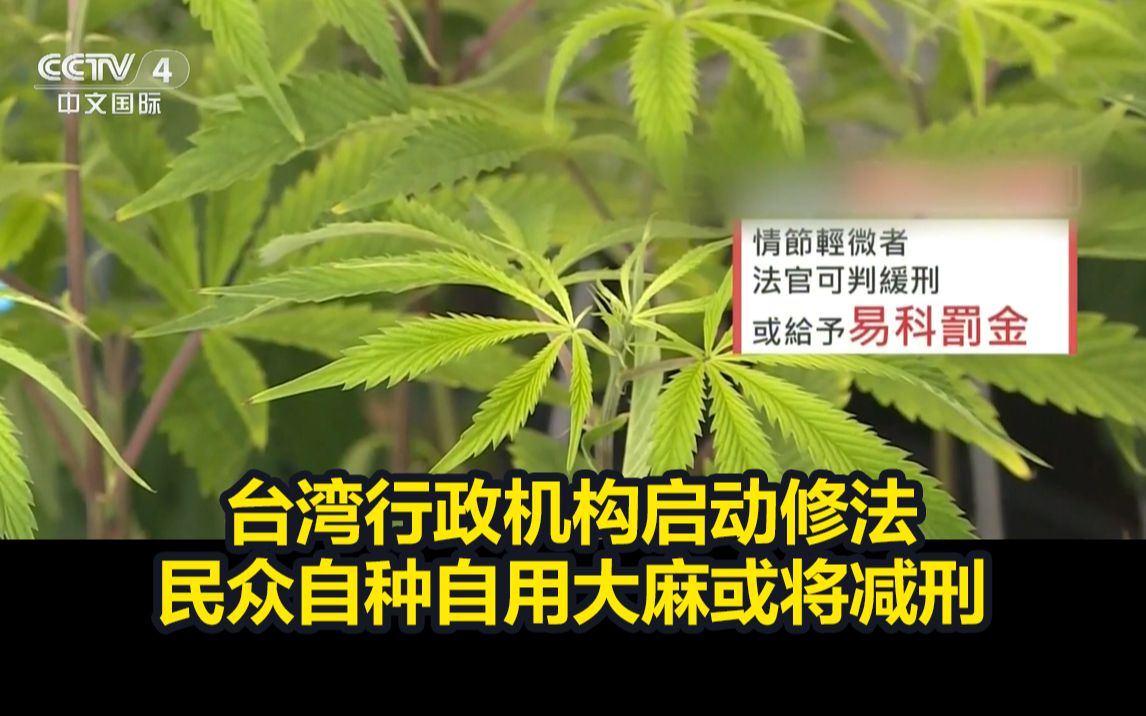 台湾行政机构启动修法,民众自种自用大麻或将减刑哔哩哔哩bilibili