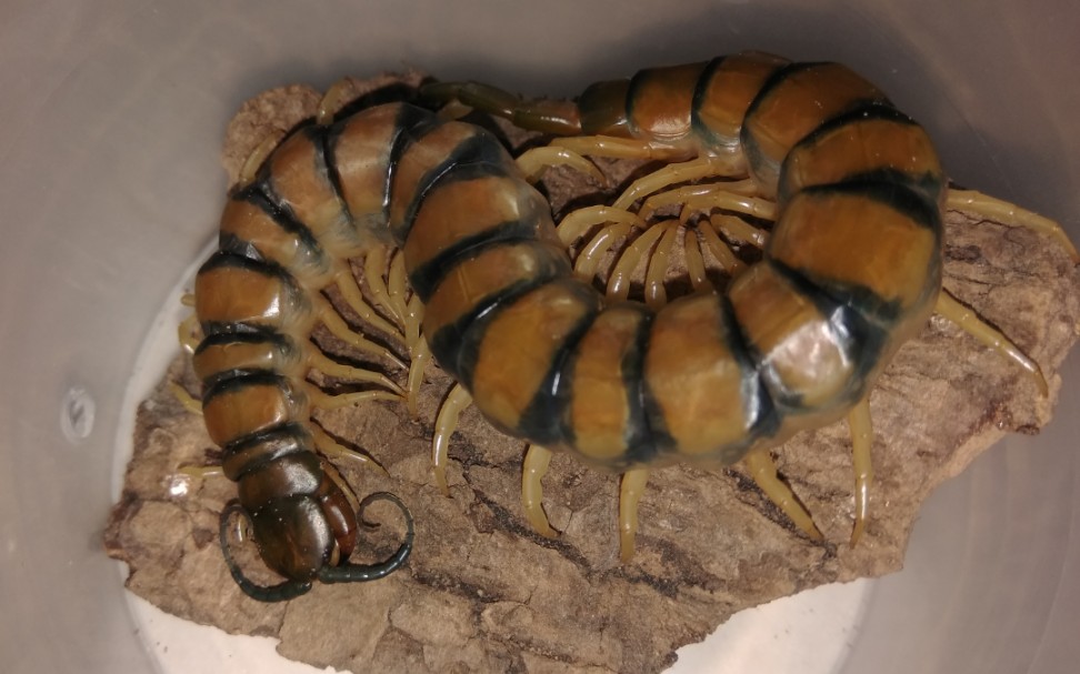 赤蜈蚣&倭蜈蚣捕食四连