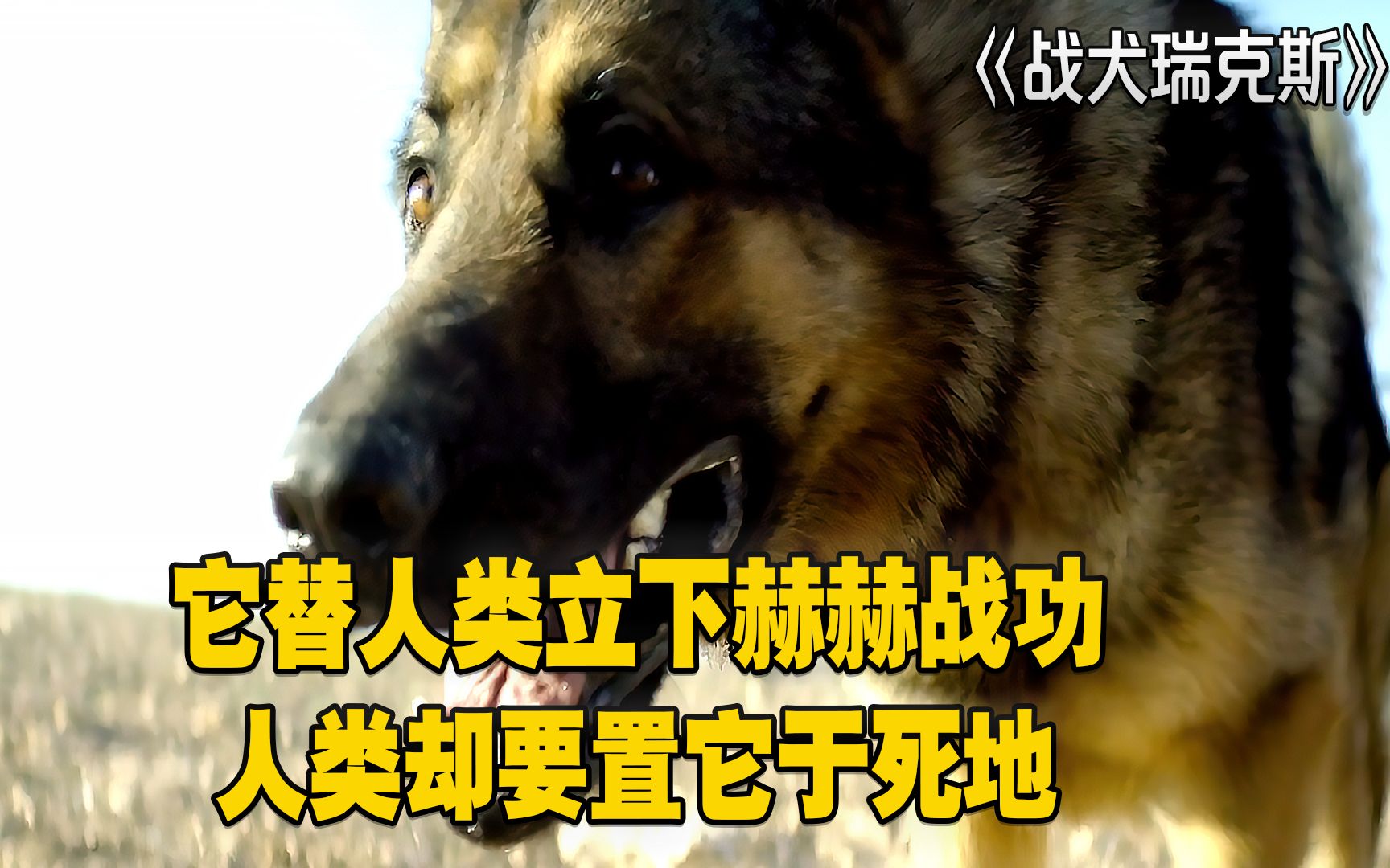 战犬瑞克斯:它替人类立下赫赫战功,人类却要置它于死地哔哩哔哩bilibili