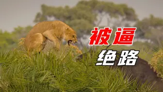 《 狮 子 被 鬣 狗 的 智 商 逼 上 绝 路 》