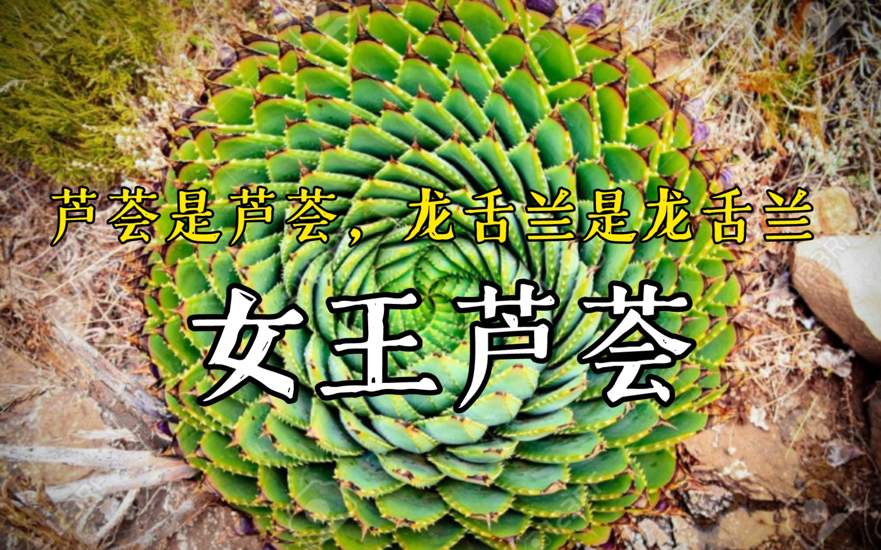 第444弹:芦荟是芦荟,龙舌兰是龙舌兰ok?聊聊女王芦荟Aloe polyphylla哔哩哔哩bilibili