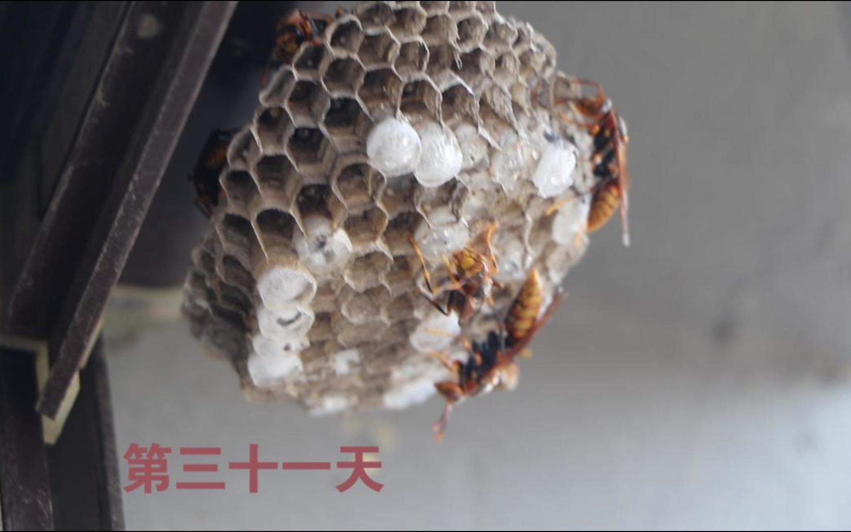 蜂筑巢,第三十一天,有一说一,马蜂的身形是比较漂亮的