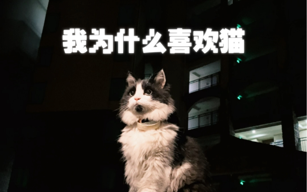 我为什么喜欢猫哔哩哔哩bilibili