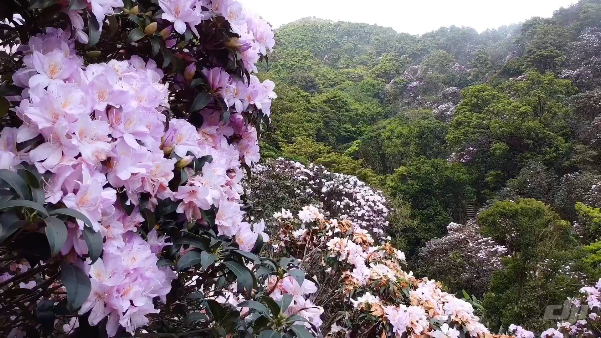 深圳梧桐山杜鹃花山