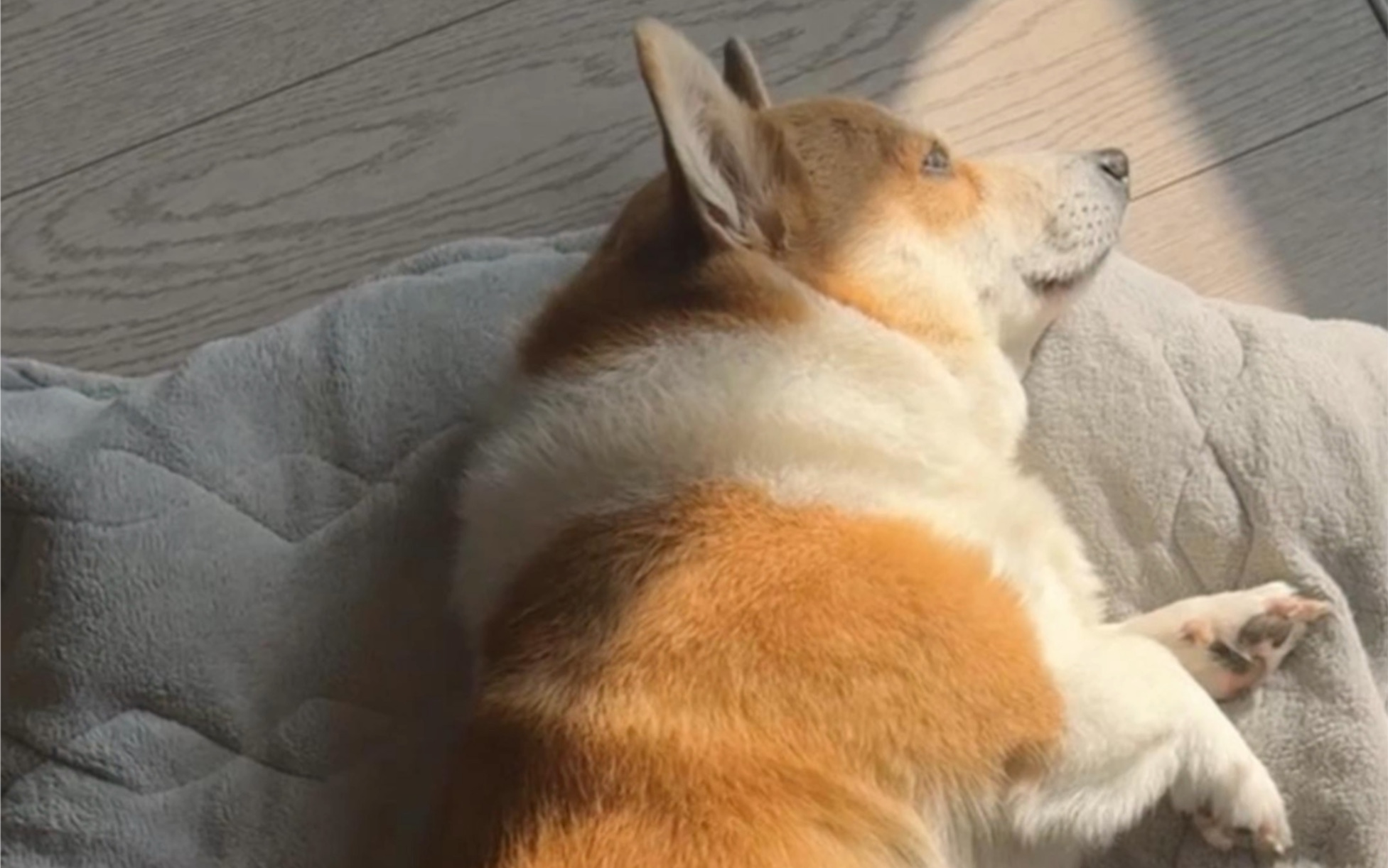 知道她沩啥那么乖嘛?#柯基 #狗狗#萌宠 #憨狗#睡姿百态