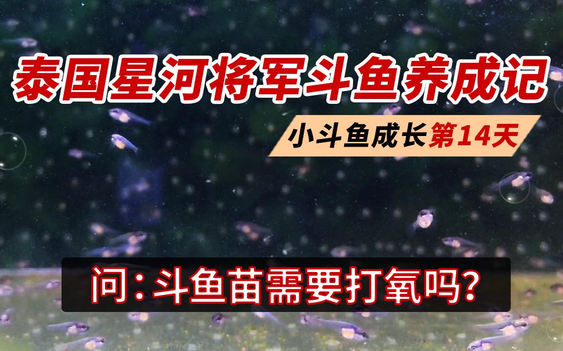 养斗鱼苗需要打氧吗?泰国斗鱼带苗记录:斗鱼苗成长第14天哔哩哔哩bilibili