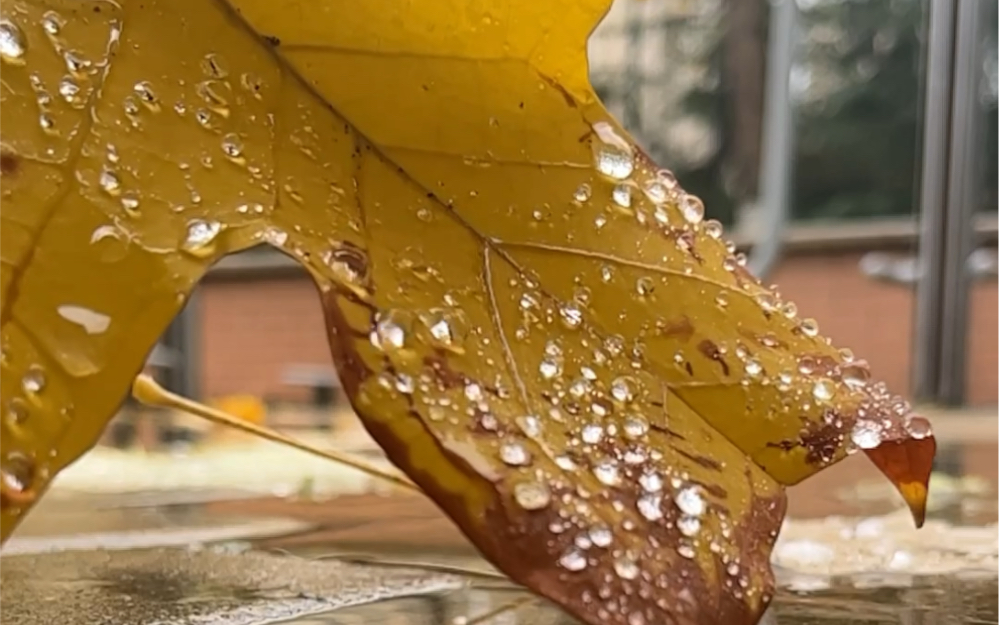 慢镜头淌过慵懒的深秋雨后