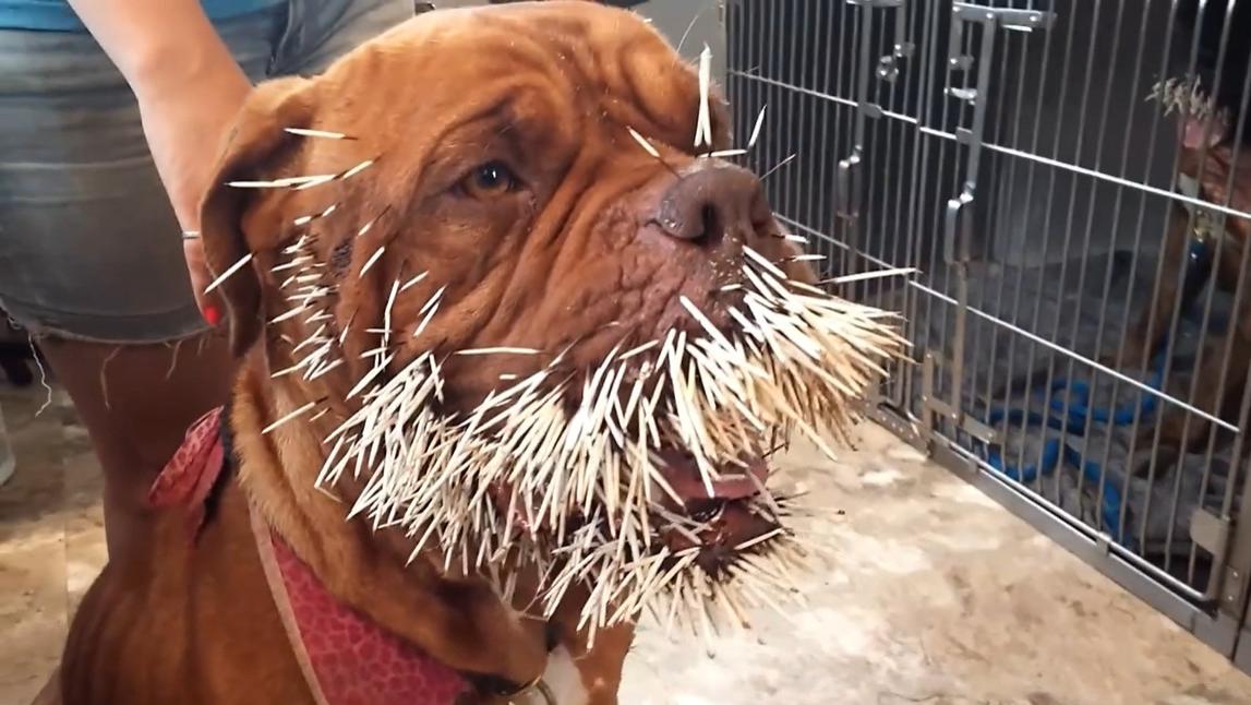 比特犬大战豪猪被扎成"刺猬",输的这么惨,这货为什么这么猛?