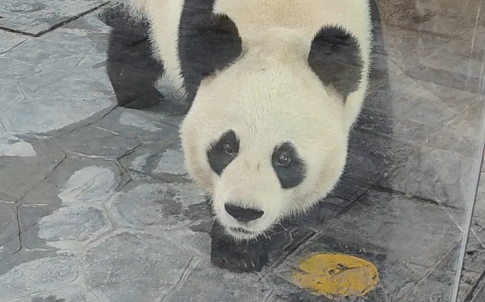 漂亮的大小姐 #大熊猫芊金