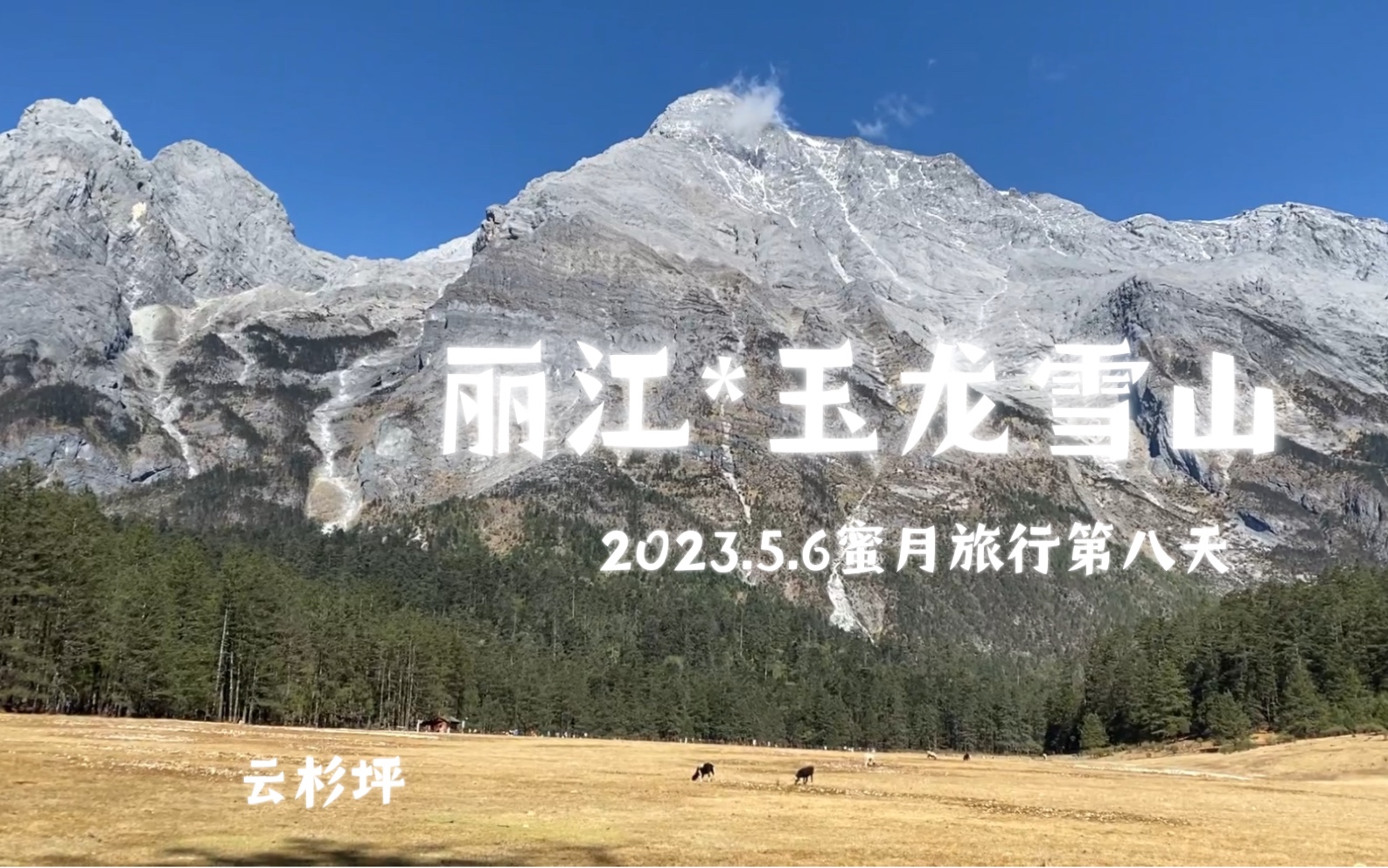 2023.5.6云南度蜜月第八天在丽江,五一假期.丽江旅游,玉龙雪山景区.云杉坪,蓝月谷,牦牛坪,丽江古城.旅游攻略记录哔哩哔哩bilibili