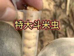 Скачать видео: 给你们看一下特大斗米虫到底有多大#斗米虫 #特大 #山货 #野货 #滋补佳品