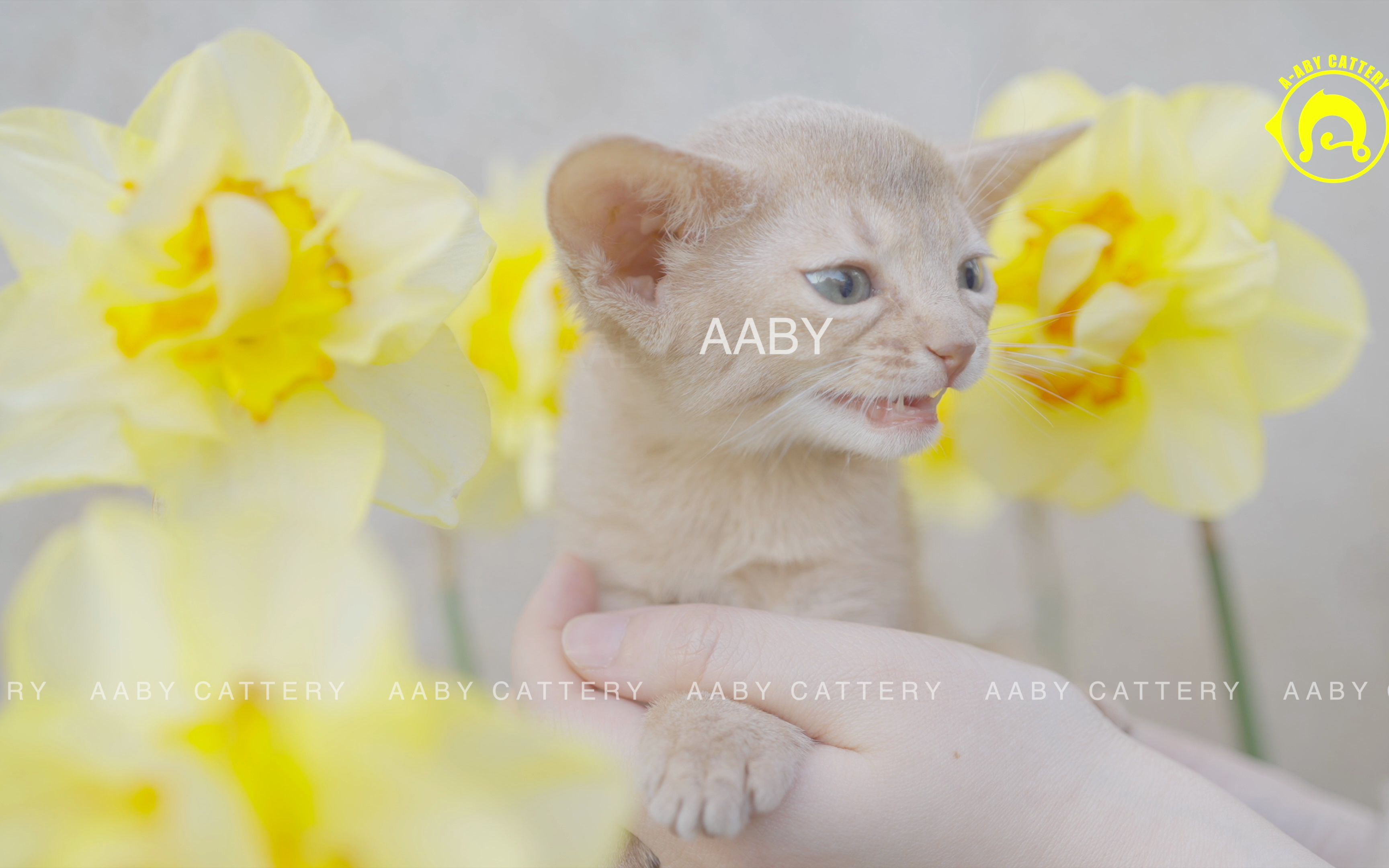 [图]小鹿色阿比西尼亚猫First Rose In Spring01