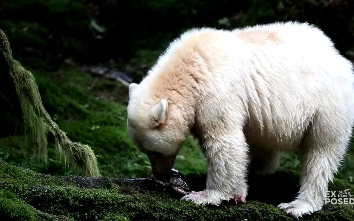 鬼熊-你从未见过的熊