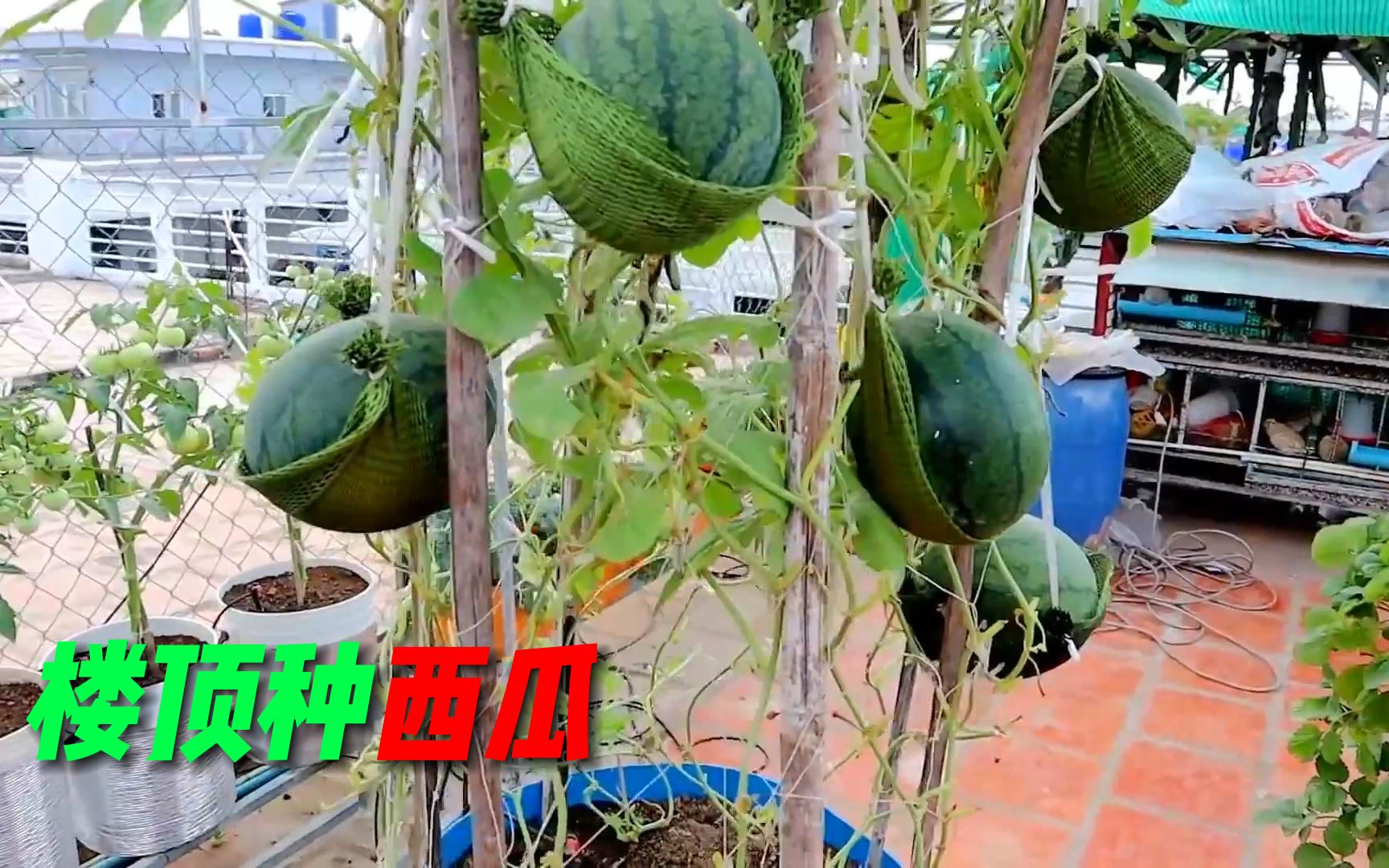 [图]沉浸式楼顶种西瓜，65天后就能收获，简单实用的种植小技巧