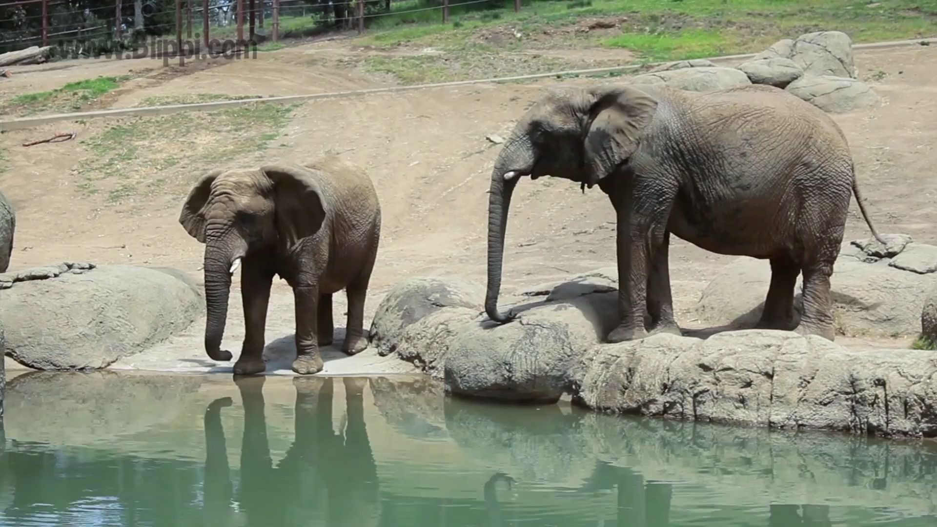 [图]028.Blippi-Learn about Animals for Toddlers – Funny Zoo Animal Sounds