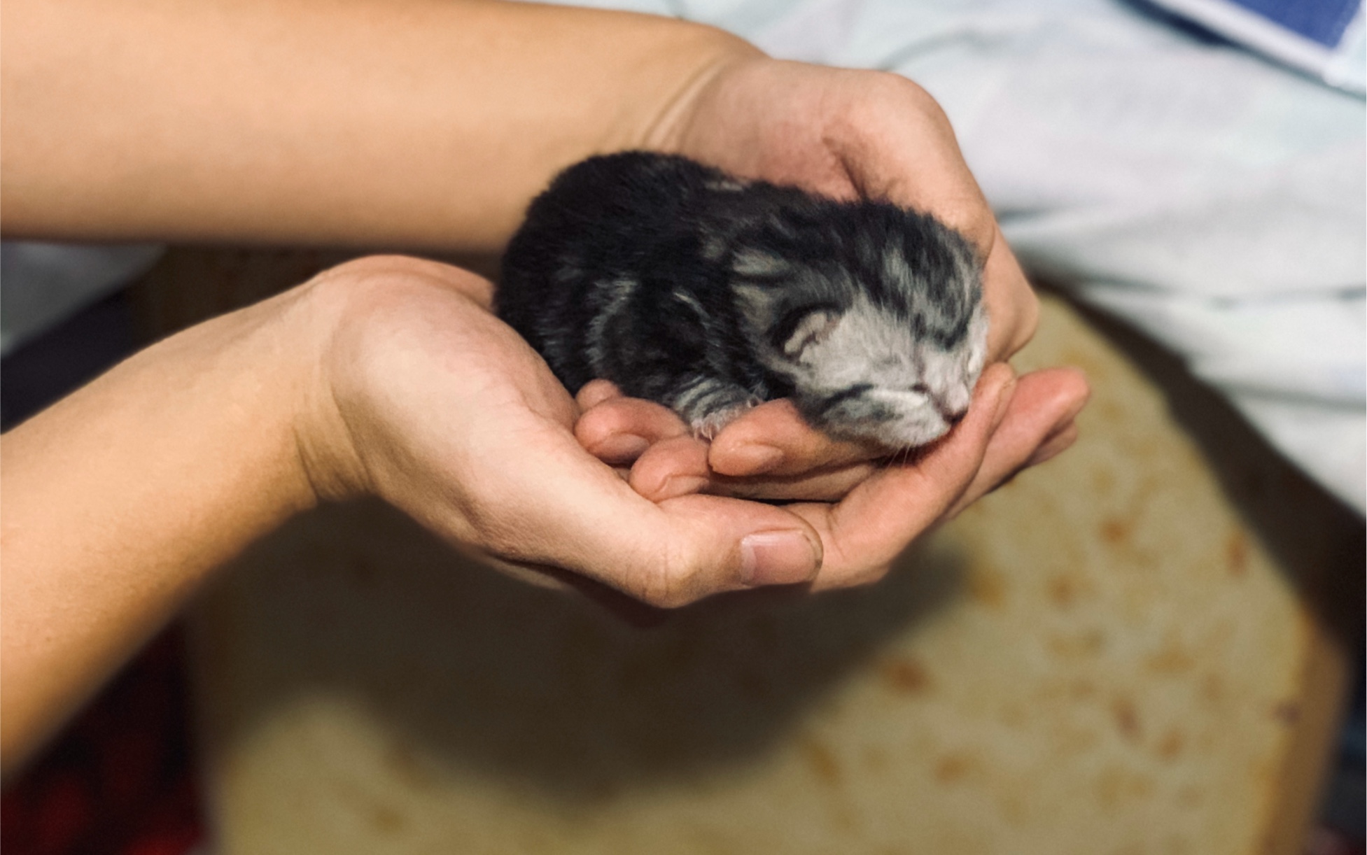 【奶猫成长记录】刚出生第二天的小猫崽～可爱死了