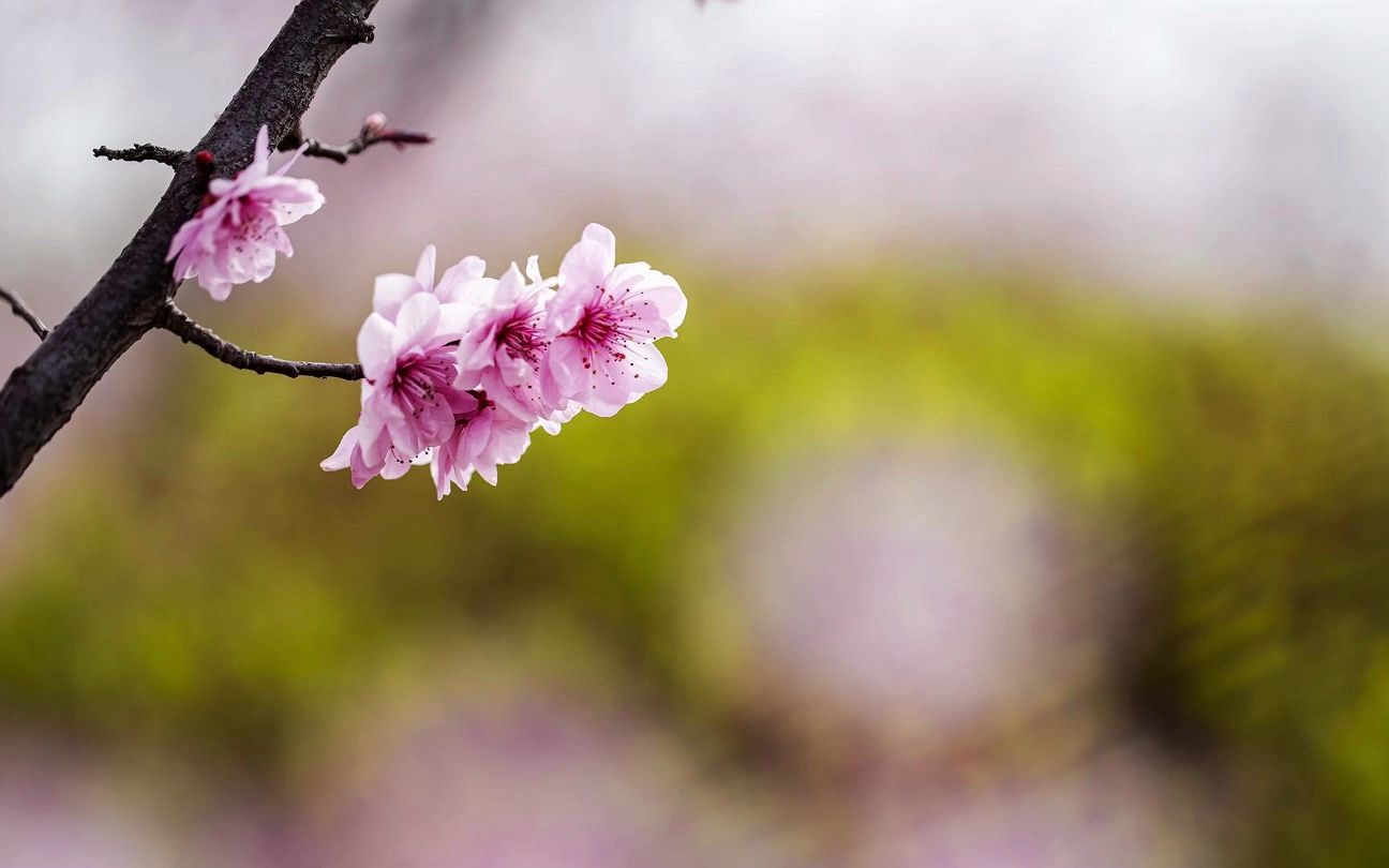 [图]按图索冀｜百花盛开春满园