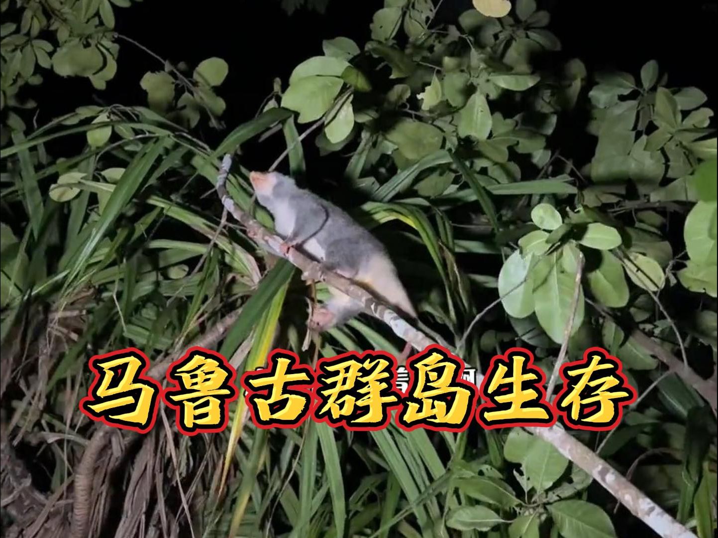 马鲁古群岛生存:编制大号鱼笼放到海里后,带着鱼叉潜水寻大货!