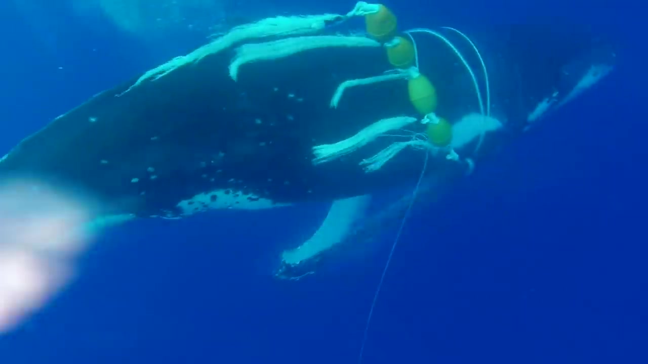 [图]【保护海洋】救助海洋生物 好人一生平安