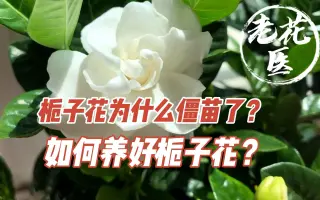 梔子 哔哩哔哩 Bilibili