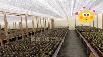 多肉礼 多肉植物 Succulent Plants 91 徒长子株结花 酮切 哔哩哔哩 つロ干杯 Bilibili