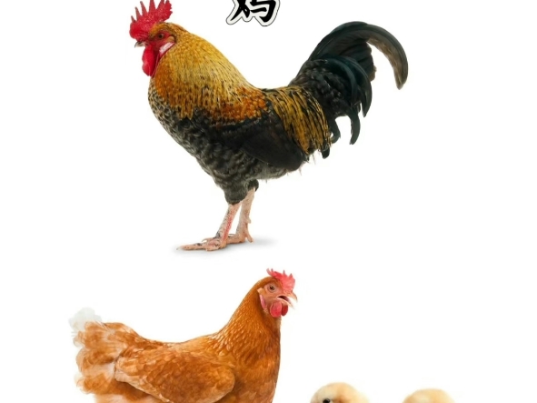 每天一个英文单词—chicken哔哩哔哩bilibili