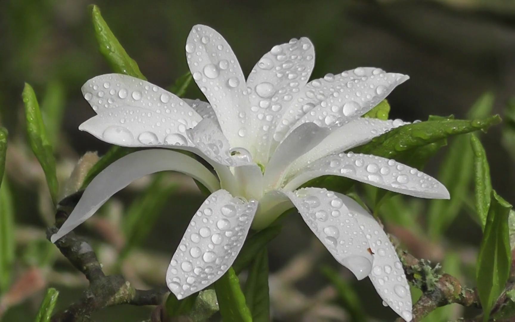 空镜头视频 花朵露珠植物 素材分享哔哩哔哩bilibili