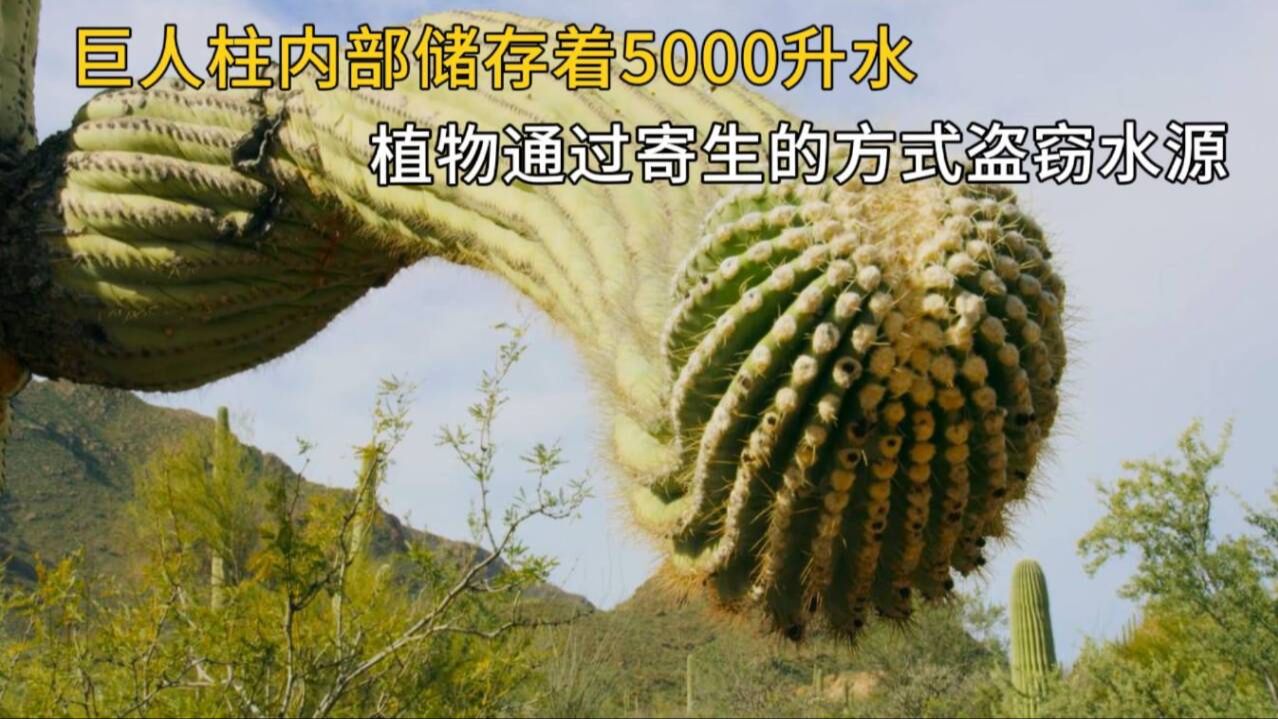 巨人柱内部储存着5000升水,植物通过寄生的方式盗窃水源哔哩哔哩bilibili