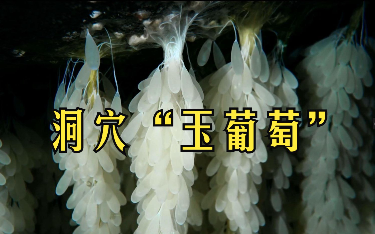 高智商巨型章鱼产下十万颗“玉葡萄”,为何挨饿半年后死去?哔哩哔哩bilibili