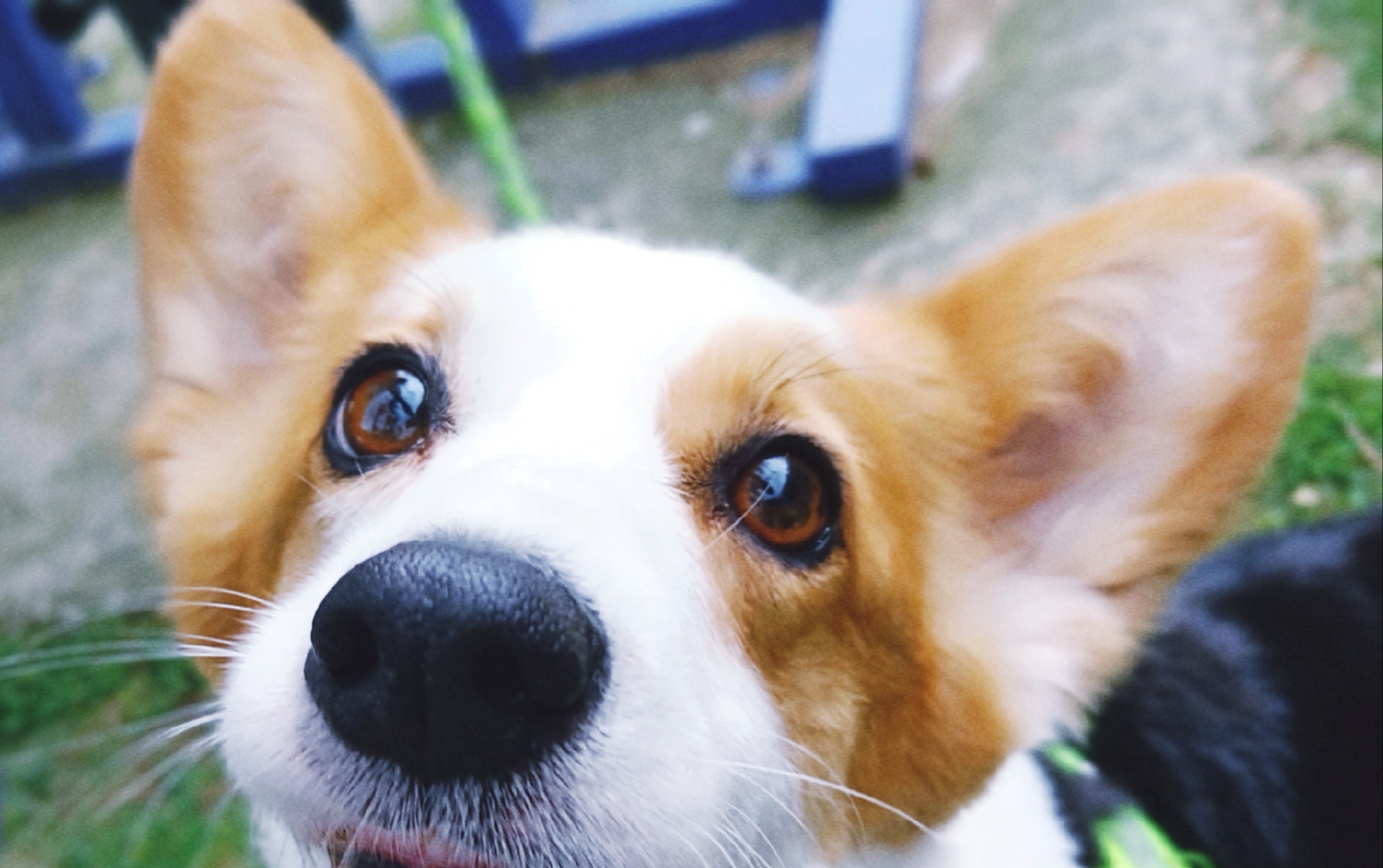 最治愈的柯基,狗狗日常的一些照片