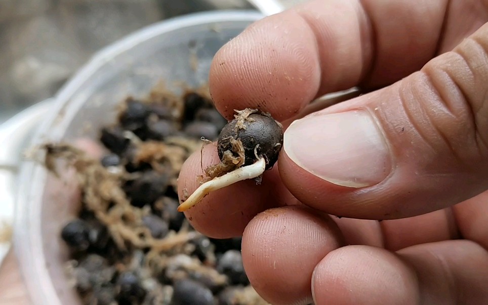 发霉的银叶欧洲棕种子