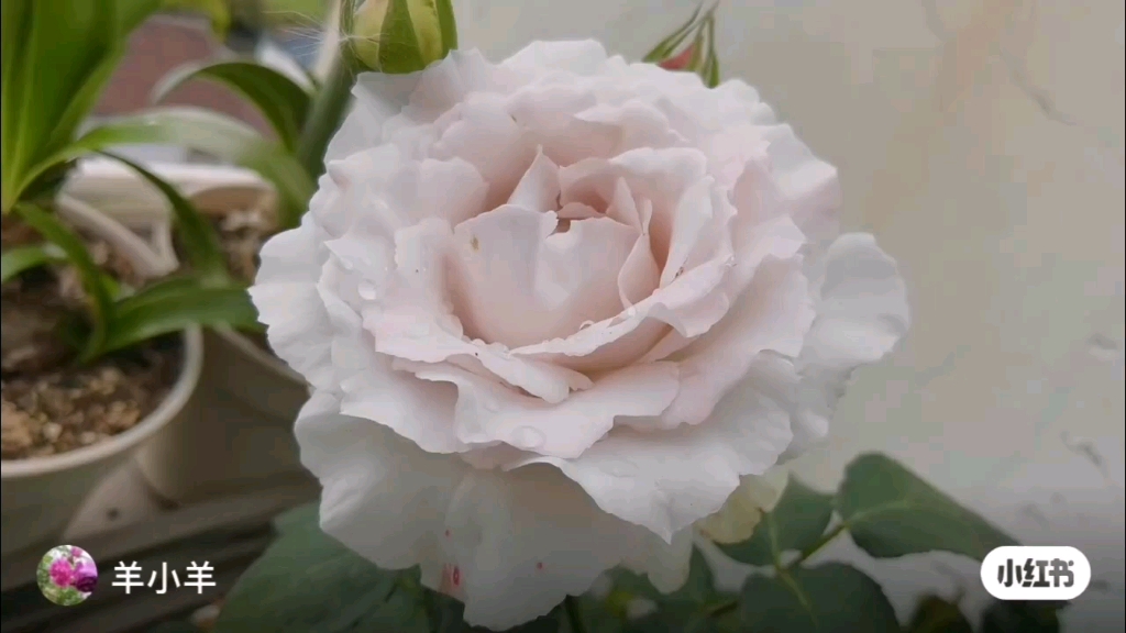 河本月季莎菲天使加百列大天使