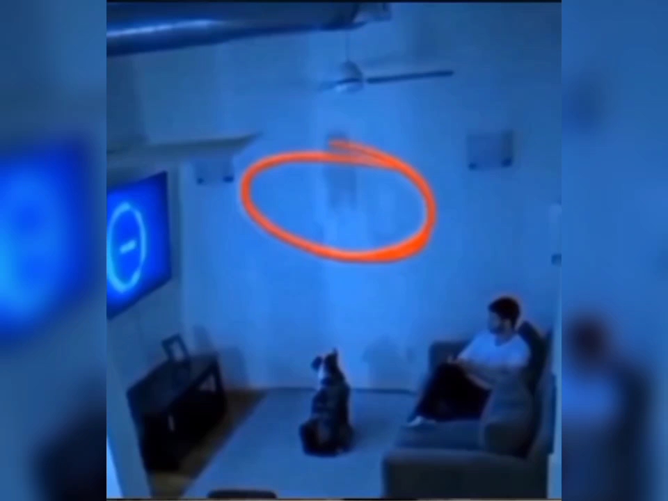 狗狗看到了家中的鬼魂