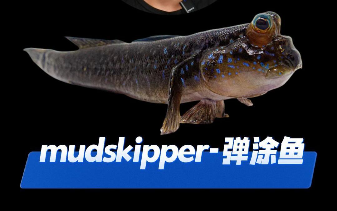 mudskipper-弹涂鱼丨托福口语背景知识