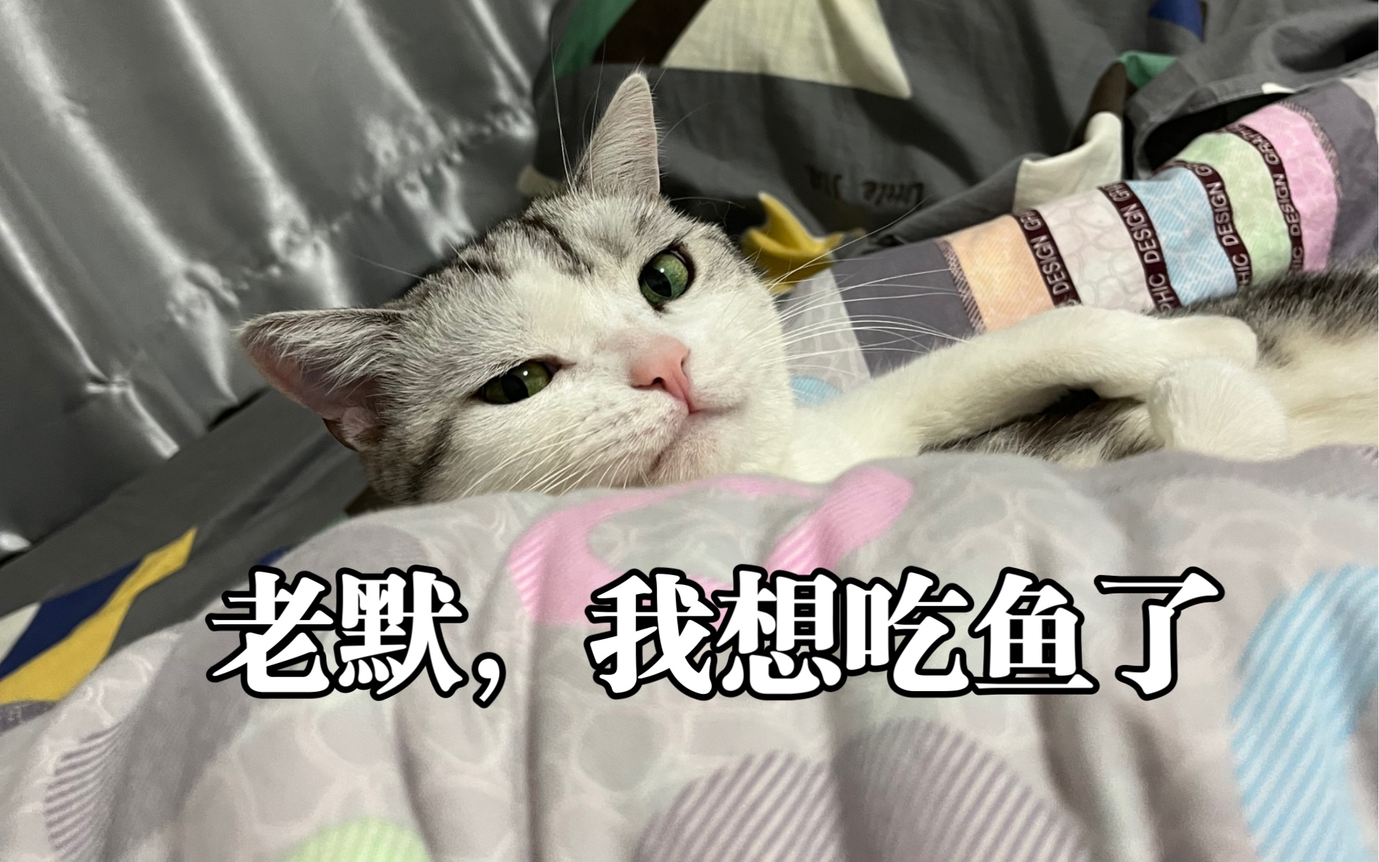 猫咪版狂飙哔哩哔哩bilibili