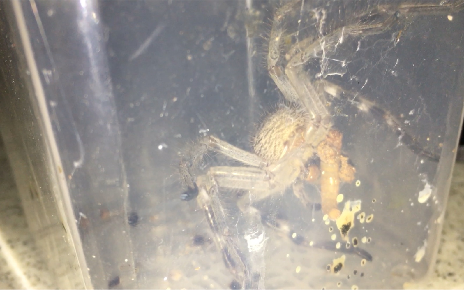 澳洲猎人蛛打包进食