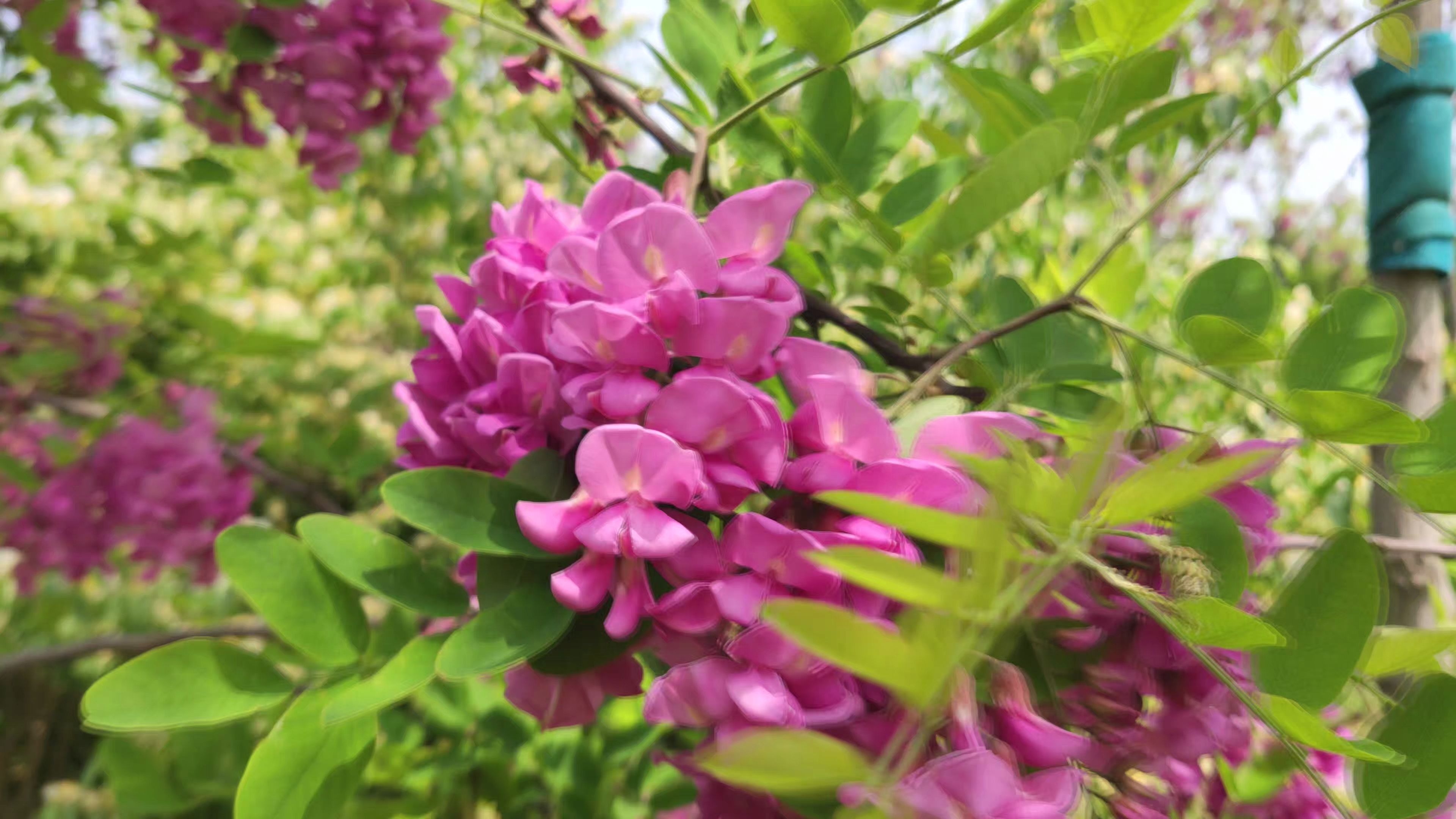 春天的花稍高码4k