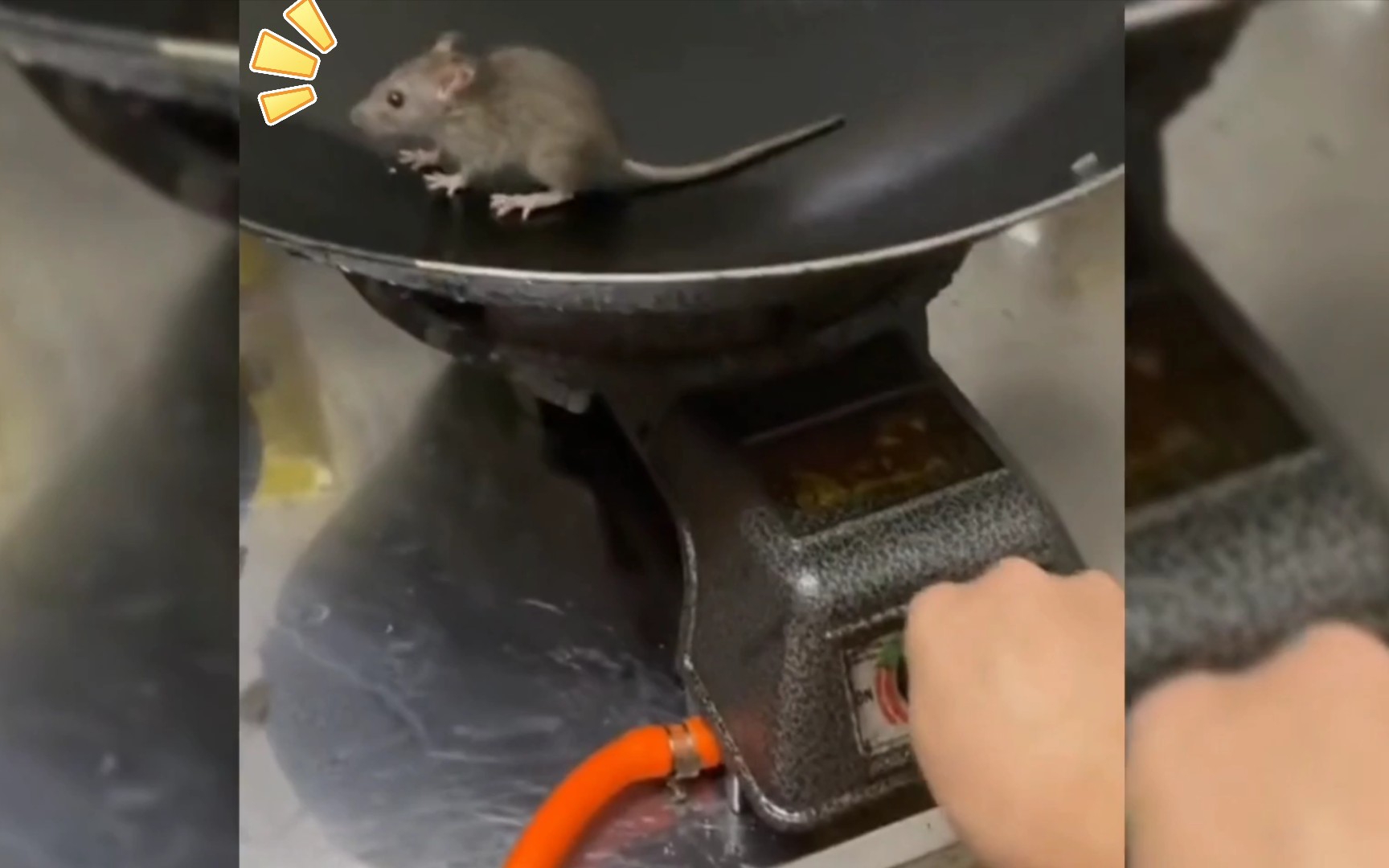 老鼠:"再见了,世界"