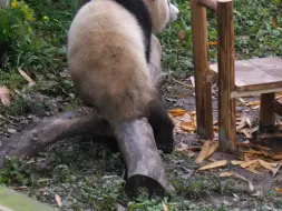 下载视频: 每次看渝爱跑就感觉好开心！今天渝爱满场跑，不可错过的这一分钟