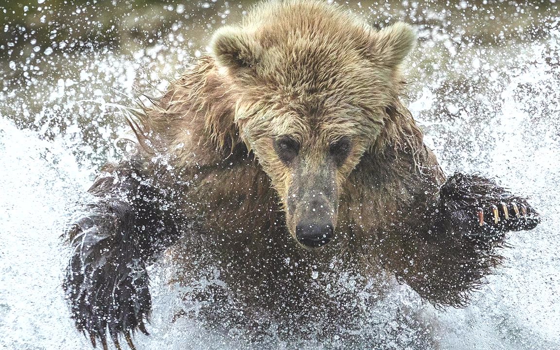 nflx光影故事阿特沃尔夫野生动物摄影talesbylight2015水山汉化